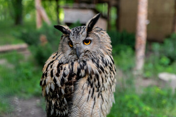 full length look owl portrait on green background