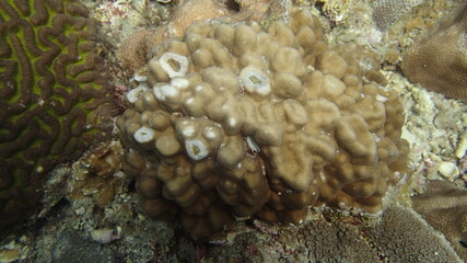 beautiful coral found at coral reef area at Tioman island, Malaysia