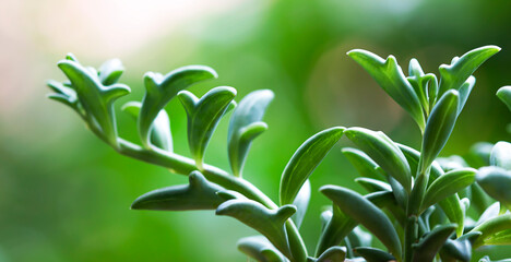 Dolphin Succulents plant (Senecio peregrinus) Dolphin necklace.