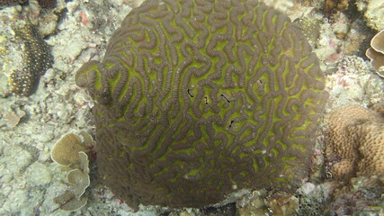 beautiful coral found at coral reef area at Tioman island, Malaysia