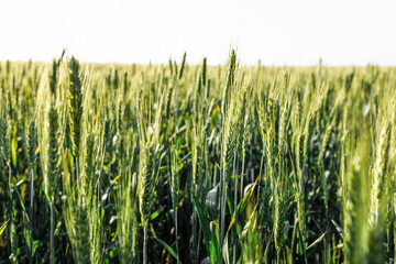 a field of wheat under a blue sky