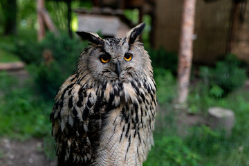portrait of an owl in a zoo