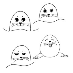 Vector hand drawn Fur seal outline doodle icon. Fur seal sketch illustration for print, poster, web, mobile and infographics isolated on white background.