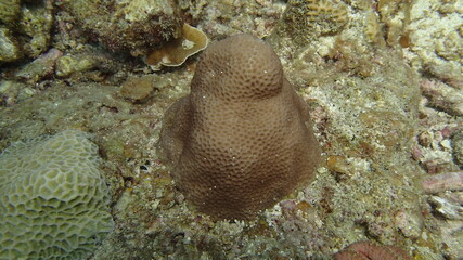 beautiful coral found at coral reef area at Tioman island, Malaysia