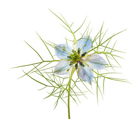 Love in a mist flower
