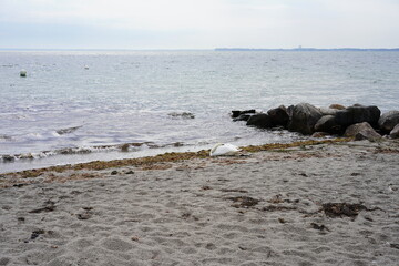 Ostseestrand mt schlafendem Schwan