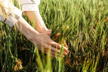 A woman checks the Wheat Crop. Wheat sprouts in the farmer's hand