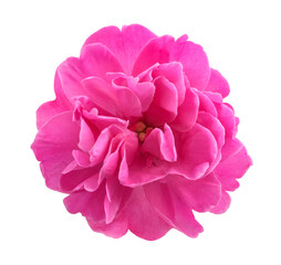 Naklejka premium Peony flower