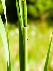 Obraz premium Zamknij się z roślin typha.