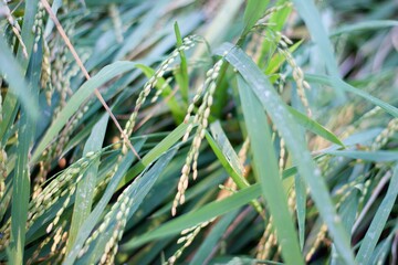 Rice field close up