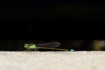 Close up image of Male Common bluetail damselfly