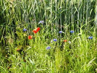 Meadow with poppy flowers as nature background.