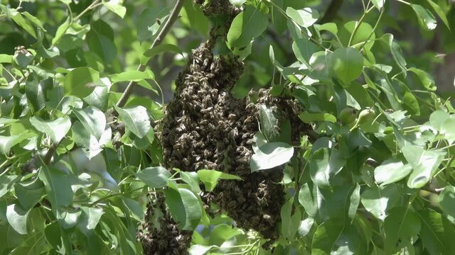 Bee swarm on the tree