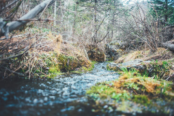 Stream in the mountains of Altai Mountains
