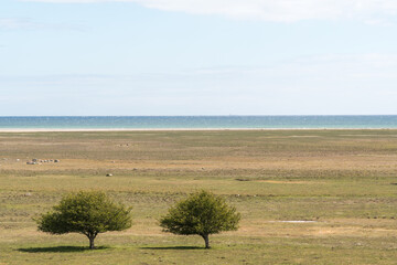 Trees in a great wide coastal grassland