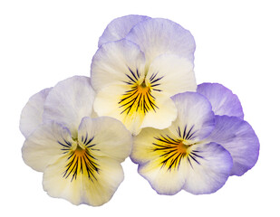 Pansy flowers