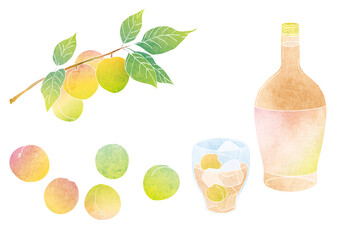 梅の実と梅酒のベクターイラスト（水彩）