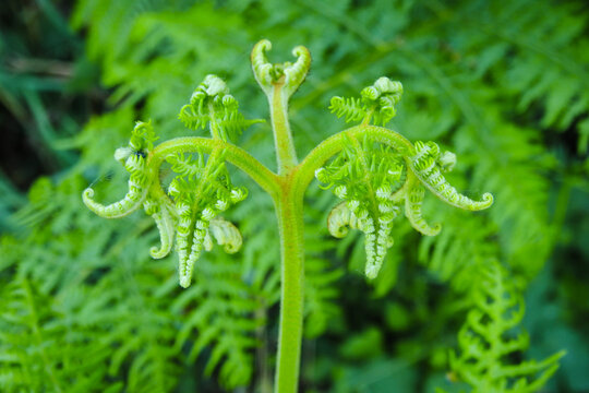 Felce aquilina (Pteridium aquilinum) germoglio in primo piano nel sottobosco
