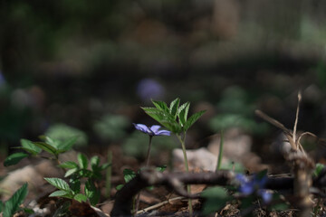 forget me not flowers