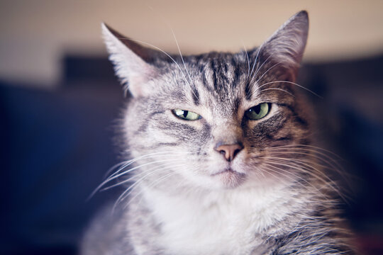 Portrait of a disgruntled cat with an unhappy expression on its face. Serious cat is watching in disbelief, cranky portrait