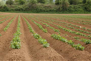 Fototapeta na wymiar long rows of plowed land with young green planting of potatoes, high beds, field, agricultural concept, growing crop, environmentally friendly plants