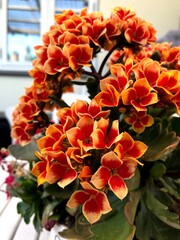 Orange flowers