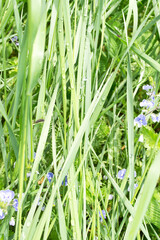 Fresh green grass with water drops on it and wildflowers. Blurred background