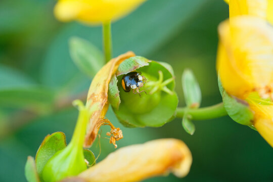 黄色いお花とテントウ虫。Close-up image of a black ladybird on yellow flowers, spring time Japan