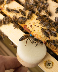 Gezeichnete Bienenkönigin mit Bienen in einem Bienenstock einer Imkerei