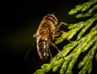 Drone fly (Eristalis tenax) on a flower