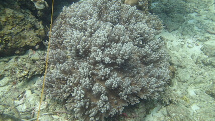 beautiful coral found at coral reef area at Tioman island, Malaysia