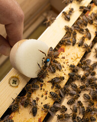 Gezeichnete Bienenkönigin mit Bienen in einem Bienenstock einer Imkerei