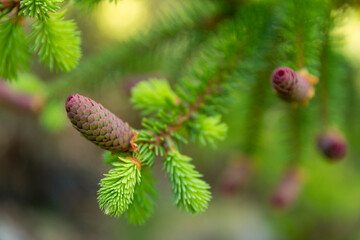 close up of a spruce needles and new cone