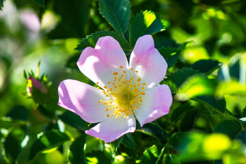 Briar rose flower or wild rose blossom at the spring