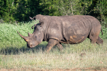 Obraz premium The white rhino (Ceratotherium simum) this rhino species is the second largest land mammal. It is 3.7-4 m in length