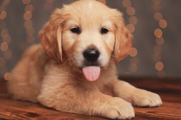 adorable golden retriever dog sticking out tongue