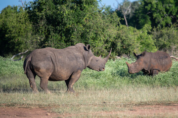 Naklejka premium The white rhino (Ceratotherium simum) this rhino species is the second largest land mammal. It is 3.7-4 m in length