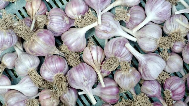 Pile of garlic in plastic crate