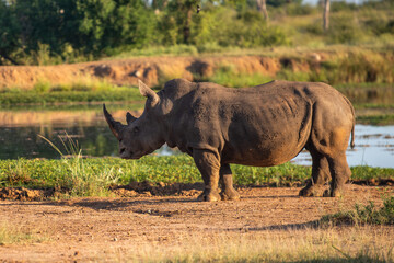 The white rhino (Ceratotherium simum) this rhino species is the second largest land mammal. It is 3.7-4 m in length