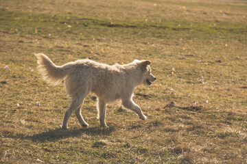 Obraz premium sheepdog at work