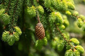 close up of a spruce needles