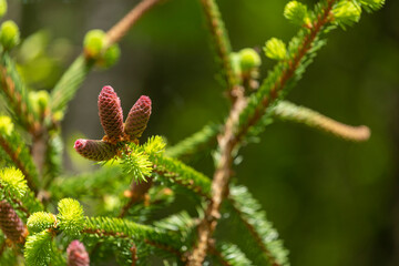 close up of a spruce needles