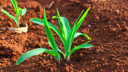 1 week corn seedling	