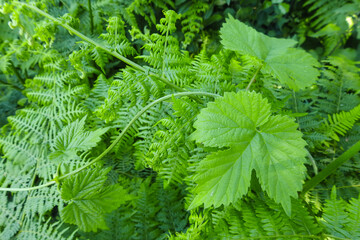 Pianta di Luppolo (Humulus lupulus9 - foglie e tralcio