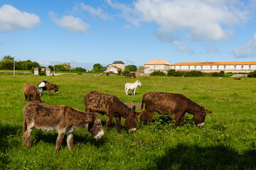 Island of Re, France, donkeys graze in a field grass