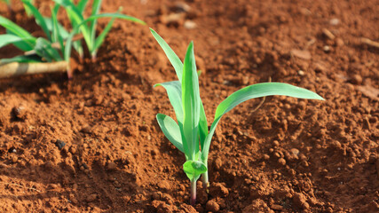 1 week corn seedling	