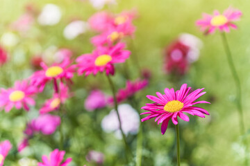 Purple marguerite - spring flower
