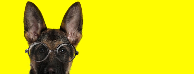 adorable german shepherd dog wearing glasses