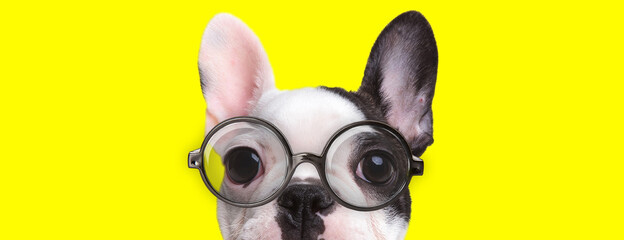 adorable french bulldog puppy with big eyes wearing glasses