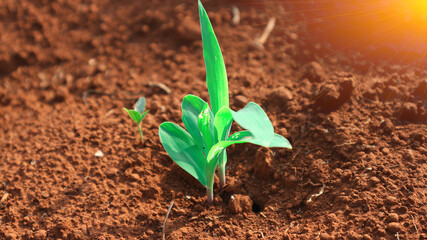 1 week corn seedling	